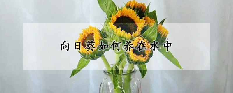 向日葵如何養(yǎng)在水中
