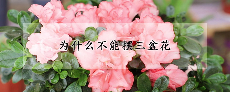 為什么不能擺三盆花