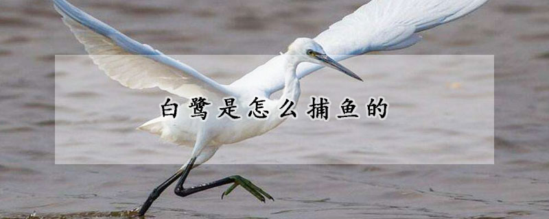 白鷺是怎么捕魚的