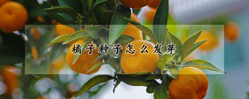 橘子種子怎么發芽
