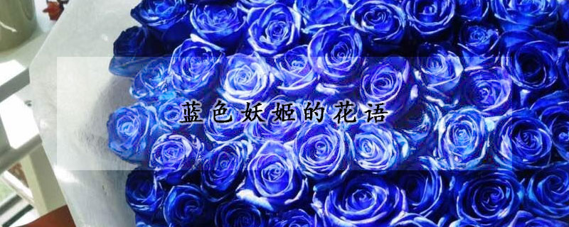 藍(lán)色妖姬的花語