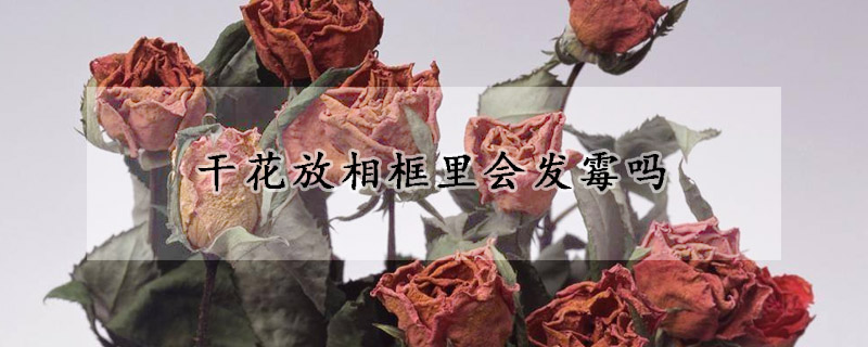 干花放相框里會(huì)發(fā)霉嗎