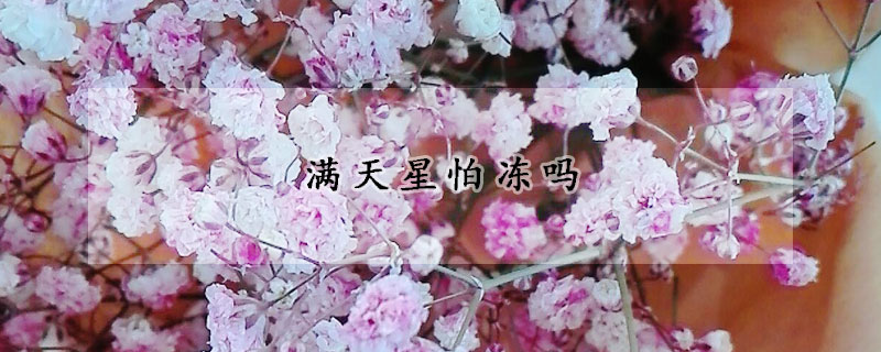 滿天星怕凍嗎