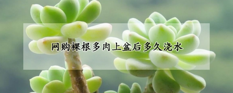 網(wǎng)購(gòu)裸根多肉上盆后多久澆水