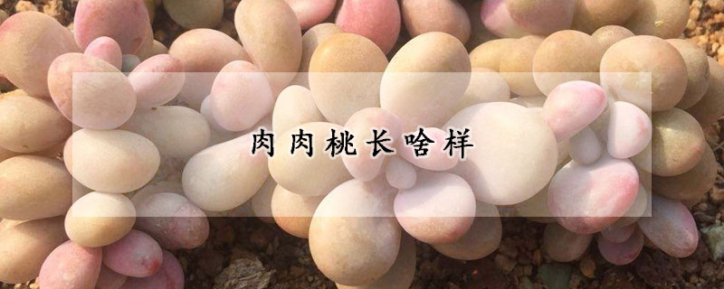 肉肉桃長(zhǎng)啥樣