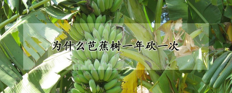 為什么芭蕉樹一年砍一次