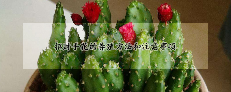 招財(cái)手花的養(yǎng)殖方法和注意事項(xiàng)