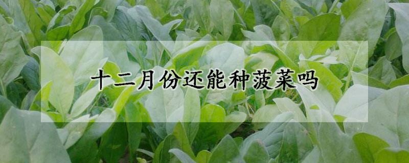 十二月份還能種菠菜嗎