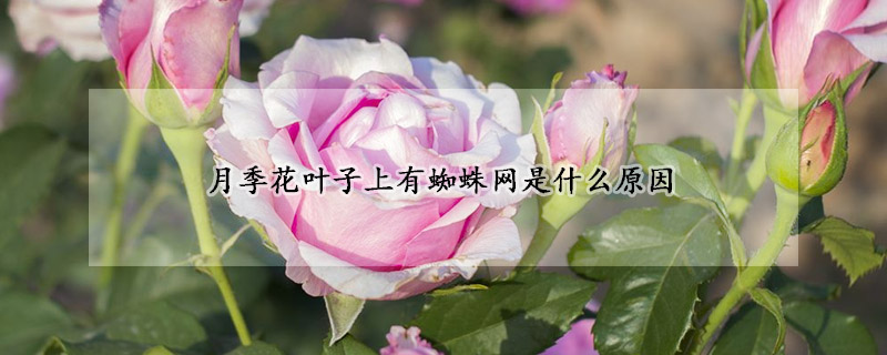 月季花葉子上有蜘蛛網是什么原因