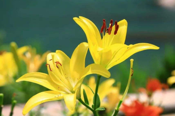 怎么讓插瓶的百合花快點開花