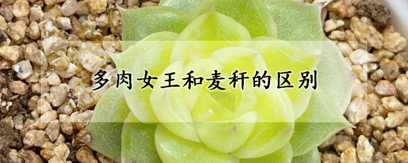 多肉女王和麥稈的區別