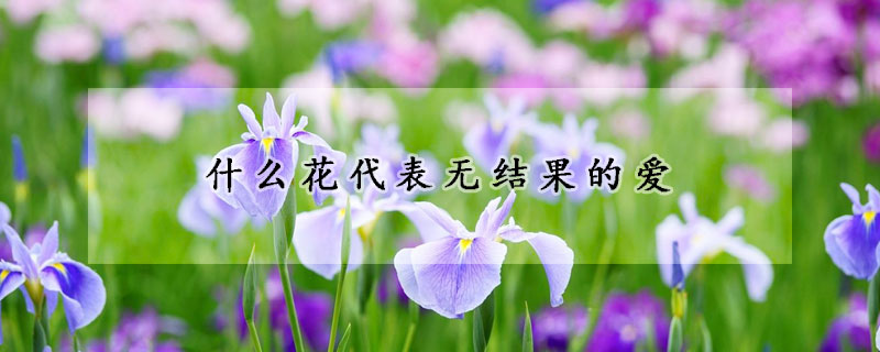 什么花代表無結(jié)果的愛
