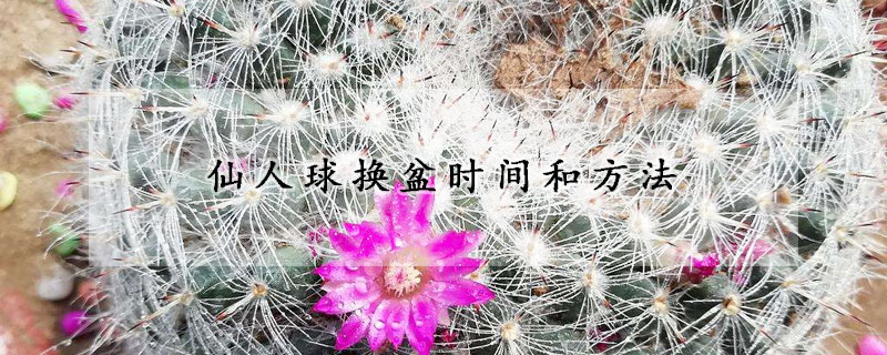 仙人球換盆時間和方法