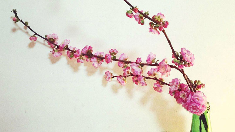桃花枝插水里能開花嗎