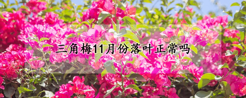 三角梅11月份落葉正常嗎