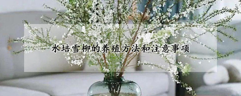 水培雪柳的養(yǎng)殖方法和注意事項(xiàng)