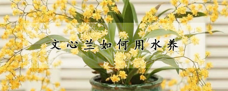 文心蘭如何用水養