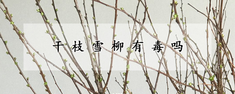 干枝雪柳有毒嗎