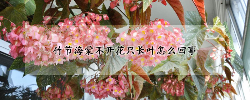 竹節(jié)海棠不開花只長(zhǎng)葉怎么回事