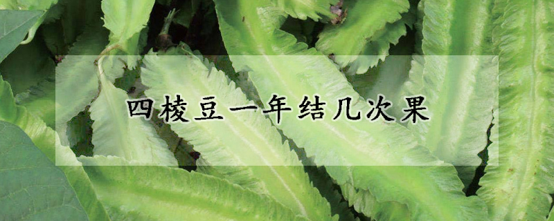 四棱豆一年結幾次果