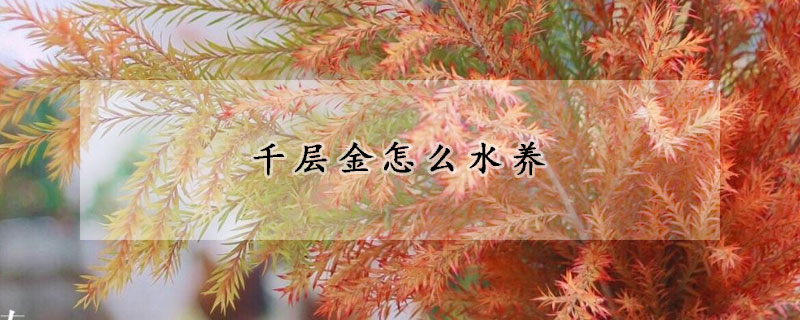 千層金怎么水養