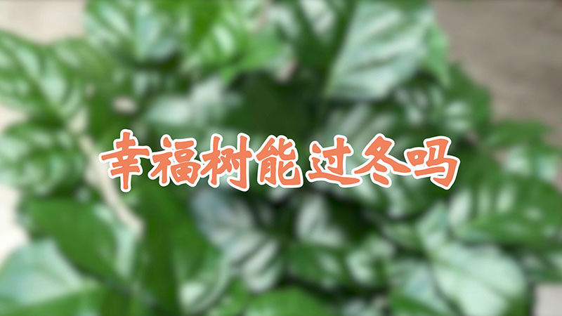 幸福樹能過冬嗎