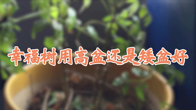 幸福樹用高盆還是矮盆好