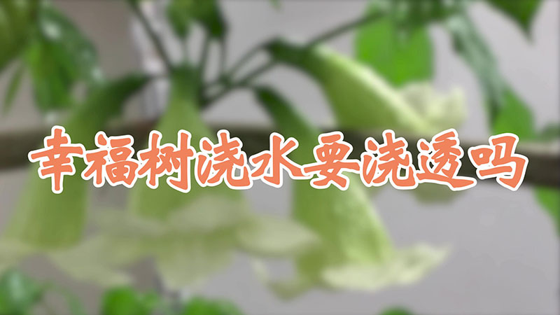 幸福樹澆水要澆透嗎