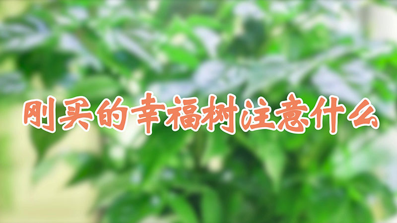 剛買的幸福樹注意什么