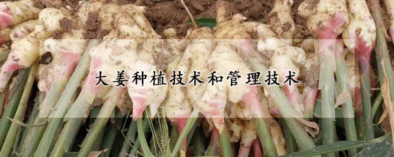大姜種植技術和管理技術
