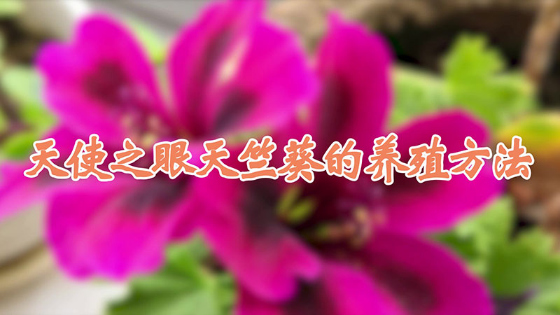 天使之眼天竺葵的養(yǎng)殖方法