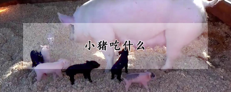 小豬吃什么