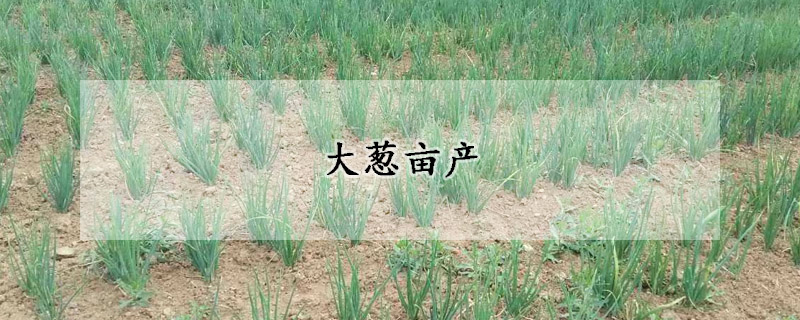 大蔥畝產