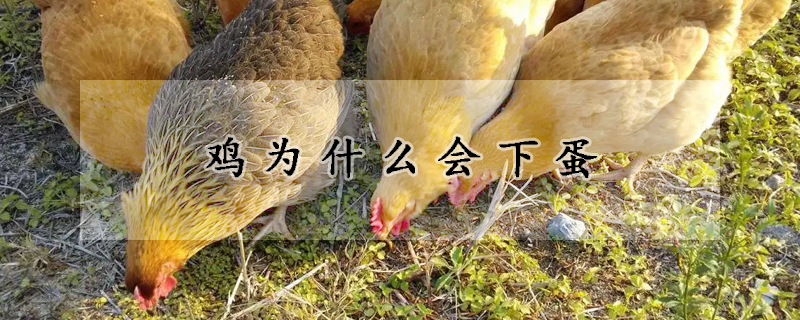 雞為什么會下蛋