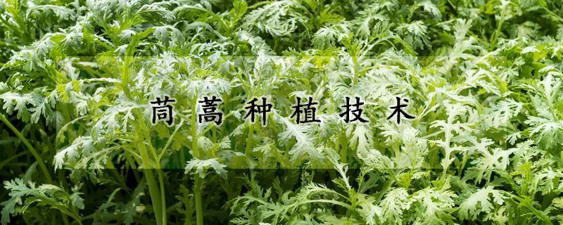 茼蒿種植技術(shù)