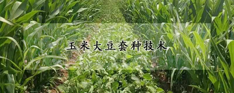 玉米大豆套種技術