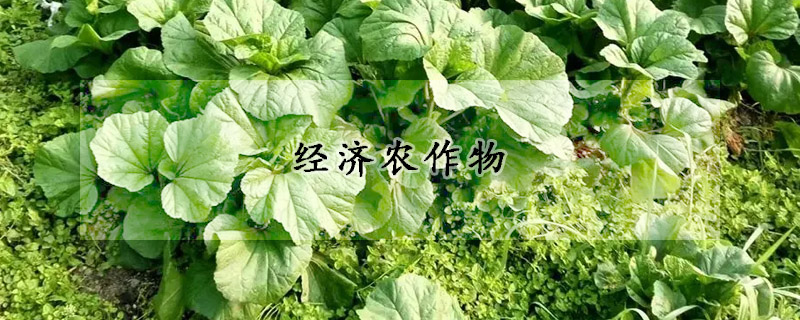 經(jīng)濟(jì)農(nóng)作物