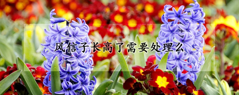 風信子長高了需要處理么