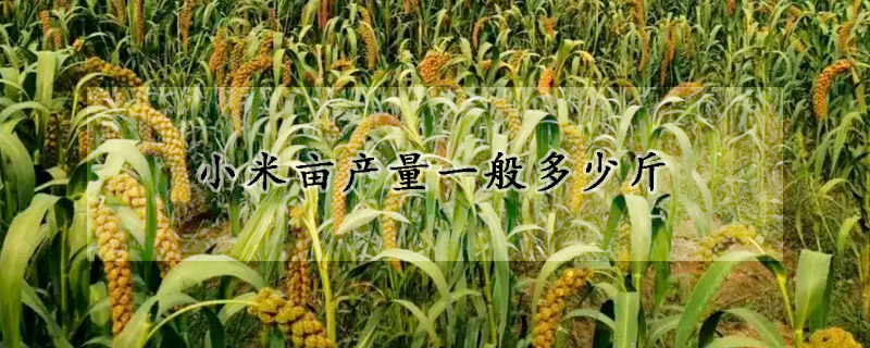 小米畝產(chǎn)量一般多少斤