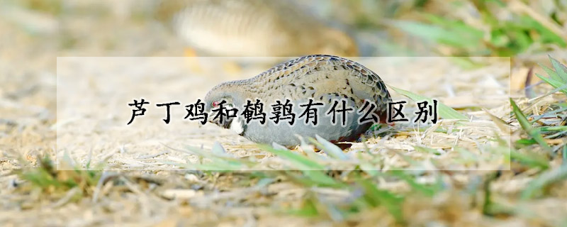 蘆丁雞和鵪鶉有什么區別