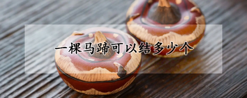 一棵馬蹄可以結多少個