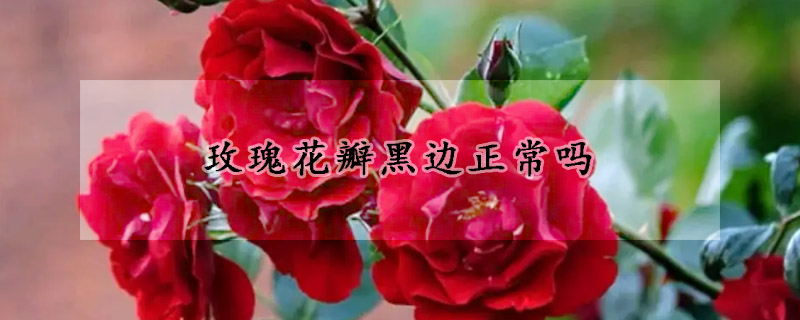 玫瑰花瓣黑邊正常嗎