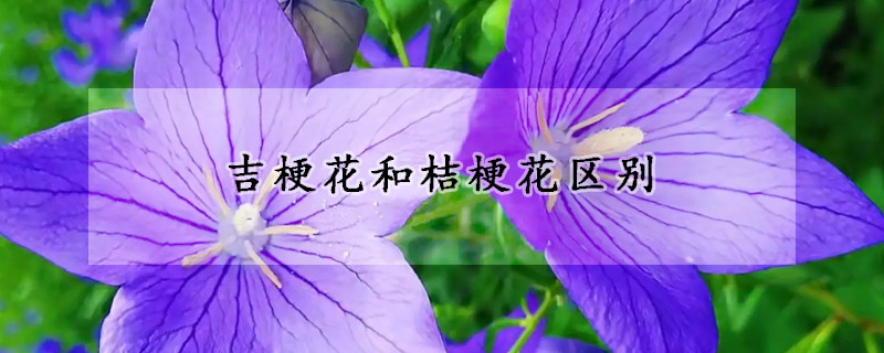 吉梗花和桔?;▍^別