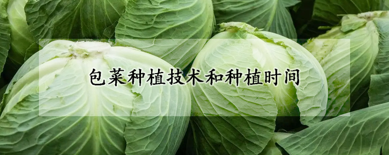 包菜種植技術和種植時間
