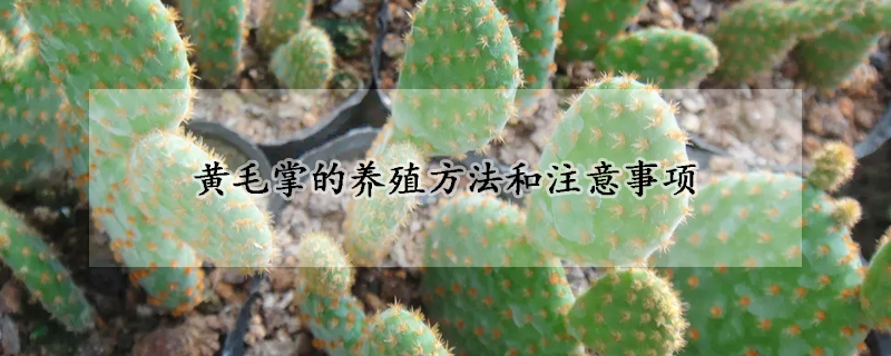 黃毛掌的養殖方法和注意事項