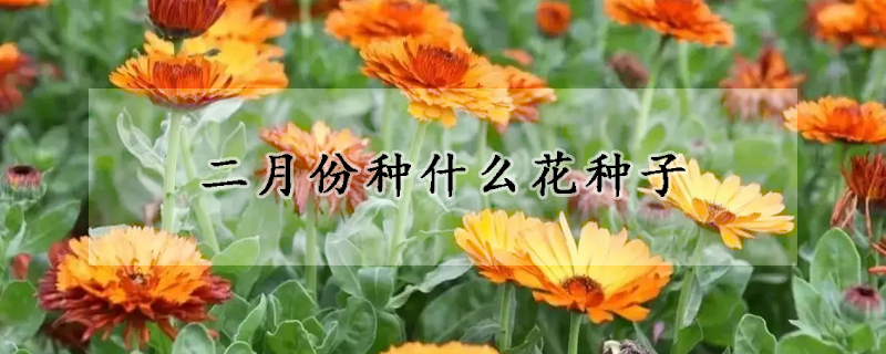 二月份種什么花種子
