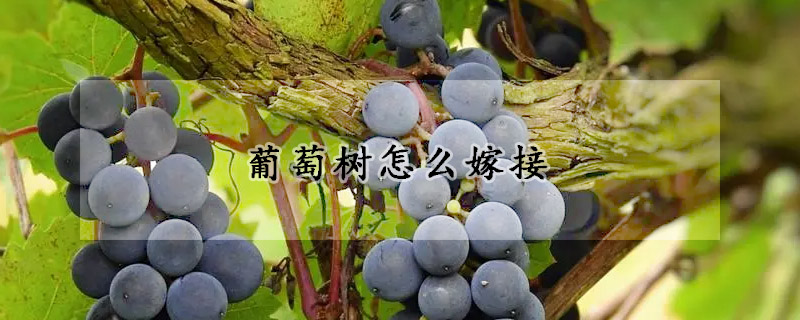 葡萄樹怎么嫁接