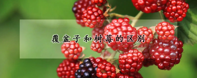 覆盆子和樹莓的區別