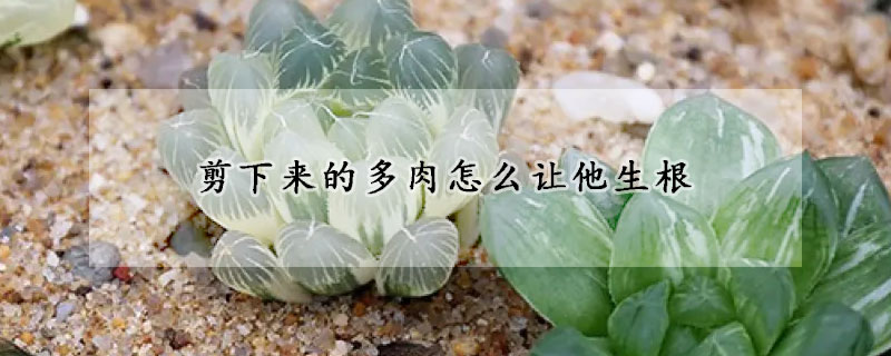 剪下來的多肉怎么讓他生根