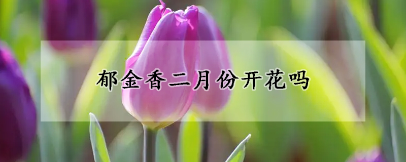 郁金香二月份開花嗎